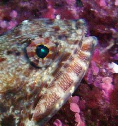 Lizardfish- Saipan Grotto by Martin Dalsaso 
